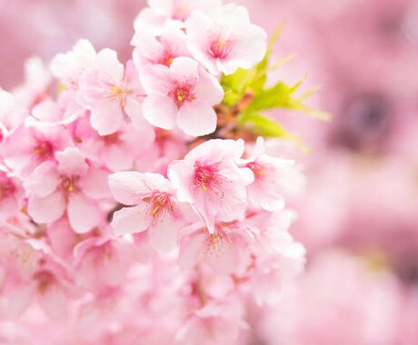 花のように心をひらくリーディング　します あなたの迷いに寄り添うヒーリングタロット イメージ2