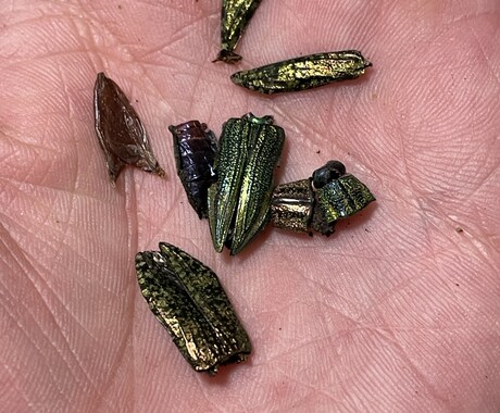 昆虫標本の専門家であなたの標本をさらに輝かせます 昆虫類の標本展足と再構築の専門家です！ イメージ2