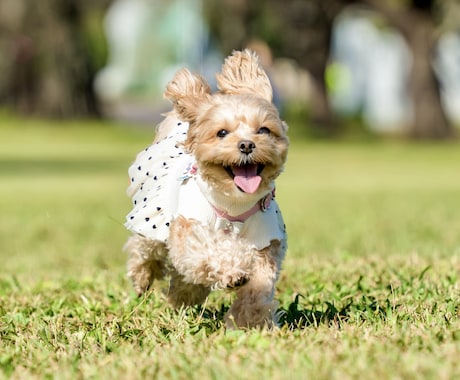 犬、猫、ペットの可愛い表情を撮影します イメージ1