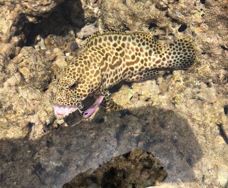 魚が釣れないあなたを絶対釣らせます 釣り初心者、釣りが苦手な方、気になること イメージ1