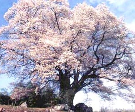 壯帝寺 想而堂  の櫻宝玉を解放いたします 何を犠牲にしてでも叶えたいという場合のみご購入ください。 イメージ1