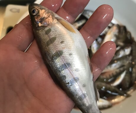北海道札幌市内の渓流のポイント教えます 北海道札幌市内の渓流の正確なポイントを教えます！ イメージ2