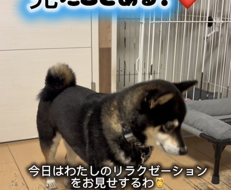ペットのショート動画を編集します 犬や猫の動画をかわいく見やすく編集します イメージ2