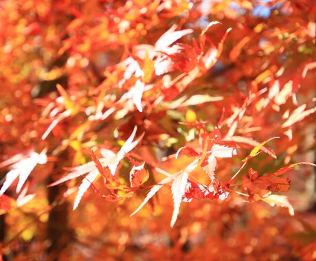 悩み相談承ります 行動には必ず目的があります。一緒にお悩み解決しませんか？ イメージ1