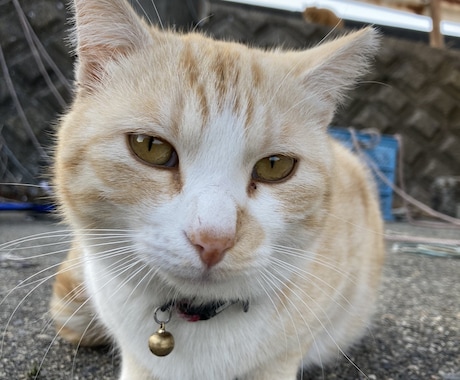 どんな相談でもあなたの味方になります 安く優しく丁寧にあなたの話をききます。 イメージ1