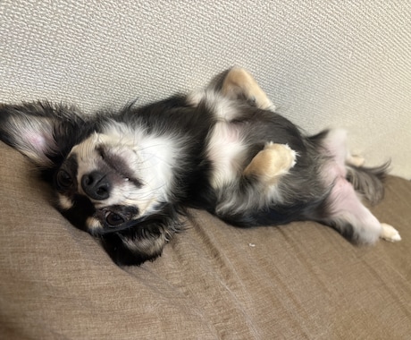 子犬の相談承ります わんちゃん迎えたばかりで不安な方、寄り添います。 イメージ1
