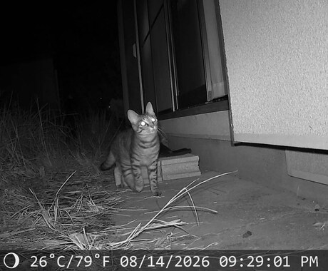 迷子猫の探し方。ペット探偵に頼む前に相談にのります 迷子猫を見つけられた経験あり。初動のアドバイスをします。 イメージ2