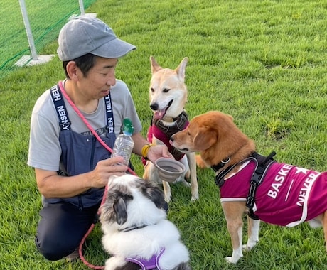 懐かない野犬（保護犬）が家族になるサポートをします （水族館で多くの野生動物経験を、野犬のしつけに活用） イメージ2