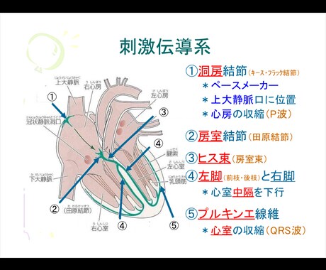 心電図の基礎を伝授します 心電図の基礎的な知識をまとめた資料を配布します！ イメージ2