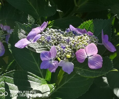 花の写真を提供します イメージ1