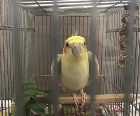 アニマルコミニュケーション&遠隔ヒーリングします ♥️亡くなられた方もOKです♪ワン猫✨ヒーリング♥️⚛️ イメージ2
