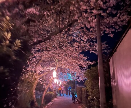 桜の画像などを用意しています 夜桜の画像を用意しています他の写真も用意できます イメージ2