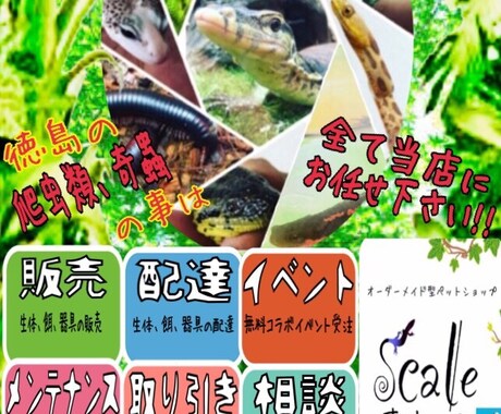 爬虫類に関する飼育の仕方や立ち上げ方等お教えします 爬虫類専門店が飼育の仕方や立ち上げ方等をアドバイスします！ イメージ2