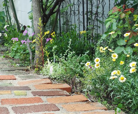 初心者さん向けに植物の育て方について相談承ります 初心者ならではのご質問や、どうしても植物を枯らしてしまう方に イメージ2