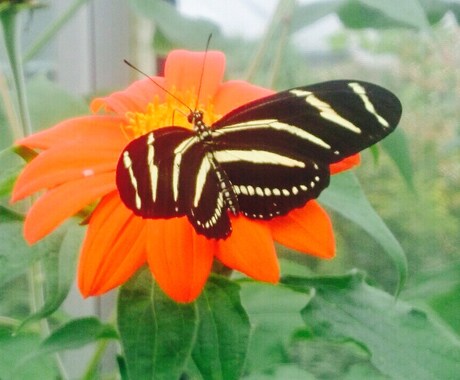 蝶の飼育の手伝いコーチします 自由研究に蝶または蛾の観察をしたい方向け。 イメージ2