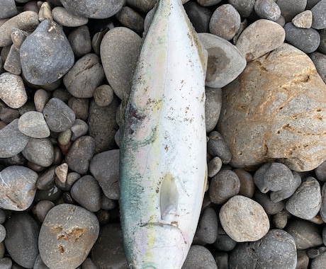 和歌山県で海釣りポイント教えます 海釣りで釣れるポイント釣れる魚教えます イメージ1