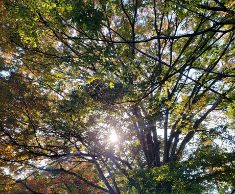 タロット占いであなたの人生を応援します 対面鑑定歴20年の占い師があなたの人生を占います。 イメージ1