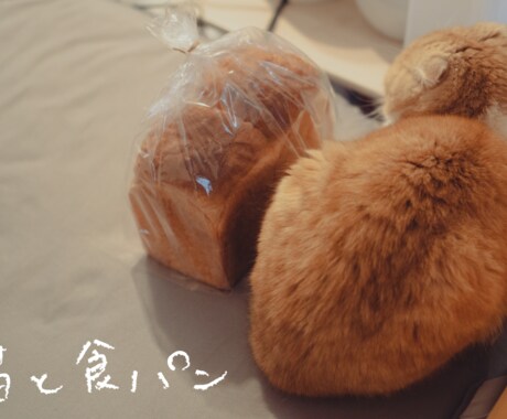 猫を使った商品撮影行います あなたの商品や売り出したいものを猫を使って撮影しませんか イメージ2