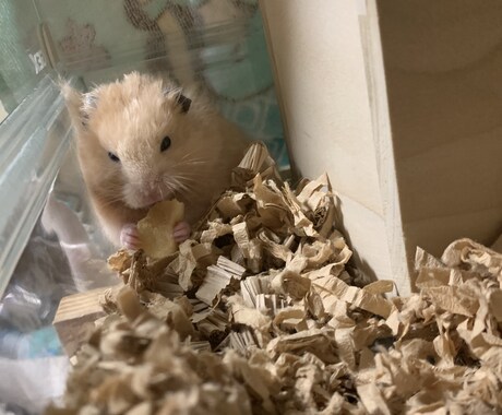 ハムスターの飼い方ご相談のります ハムスター迎えたいけど不安または迎えたけど悩まれてる方 イメージ2