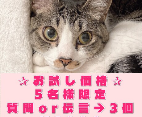 お試し価格♡5名様限定募集いたします 虹組さん✰現役さんとアニマルコミュニケーションいたします☾ イメージ1