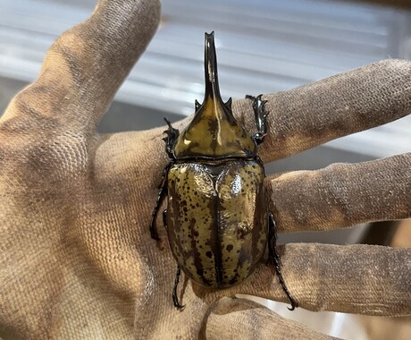 国内外のクワガタカブト虫の飼育、採集方法教えます クワガタカブトムシのことなら任せてください。 イメージ1