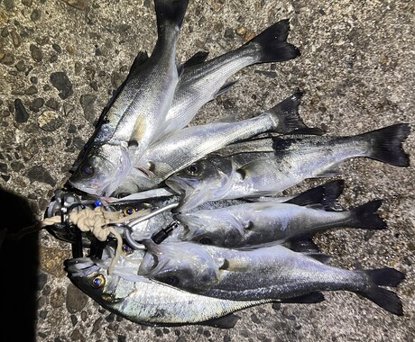 完全初心者向け、釣りの楽しさ教えます 釣り歴20年の私が釣りの全てを伝授いたします！ イメージ2
