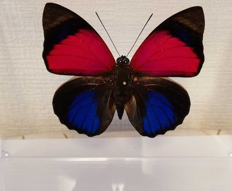 蝶の標本を素材写真としてご利用頂けます オリジナルロゴやデザインの一部に蝶の写真はいかがですか？ イメージ1