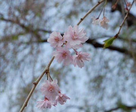 桜の写真提供します 趣味のカメラで撮った桜の写真を売ります イメージ2