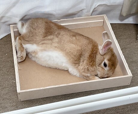 うさぎの癒し写真素材|商用OKます 癒し系うさぎの写真素材|リラックスする可愛い瞬間【商用OK】 イメージ2