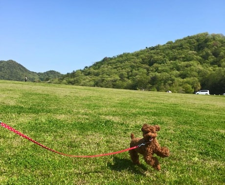 犬の病気、しつけ、お手入れ【トリマー】が答えます 〜これって病気のサイン？そのしつけ間違ってない？ イメージ2