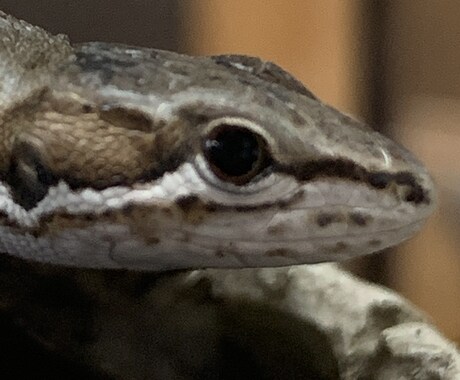 爬虫類の飼い方教えます いままでに15匹の爬虫類達を飼ってきました イメージ1