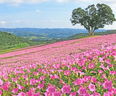 なんでも話聞きます 恋愛、仕事、人生相談悩んでる方へ イメージ1