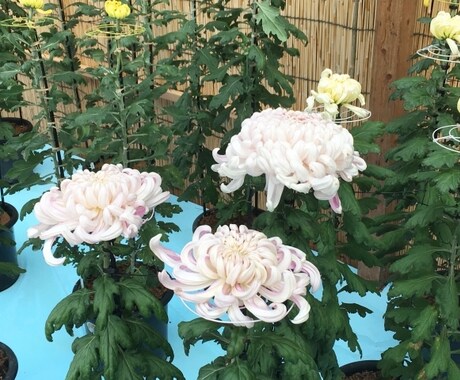 はなかい【3ヶ月分】お花購入で金運アップ目指します 指定の日時にお花を購入して開運、気軽に実践【おまじない】 イメージ2