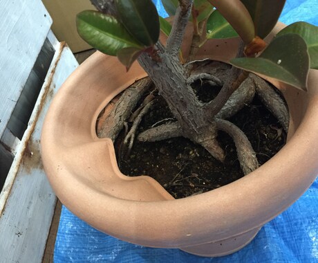 あなたの観葉植物の管理方法をお伝えします 業界歴14年‼ 管理は家の環境それぞれで違うの知ってます？？ イメージ1