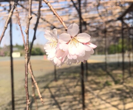 30分通話。否定せず、安心できる時間を届けます 一緒に色々話そうね！自分自身が経験してきた事があるよ！ イメージ1