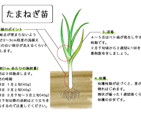 植物のイラストお描きします 〜植物大好きな私が描く植物イラスト〜 イメージ2