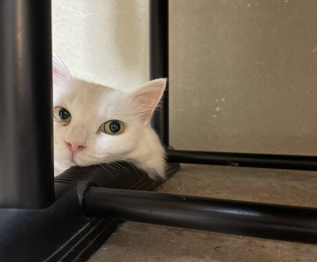 猫の素材写真を提供します ねこの日常の写真を撮影しています。三毛猫、白猫など イメージ1