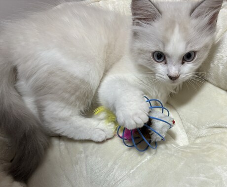 初めて子猫を迎えるあなたへ、相談乗ります 子猫との暮らし、ひとりで悩まないで！ イメージ1