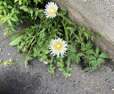 早産で産まれたお子様の育児についてお話聞きます まわりに話しにくい、でも誰かと話したい…そんな方へ☆ イメージ1