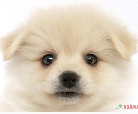 オスの交配犬見せます 顔が可愛い。この頃ポストから郵便物をとってきてくれます。 イメージ1