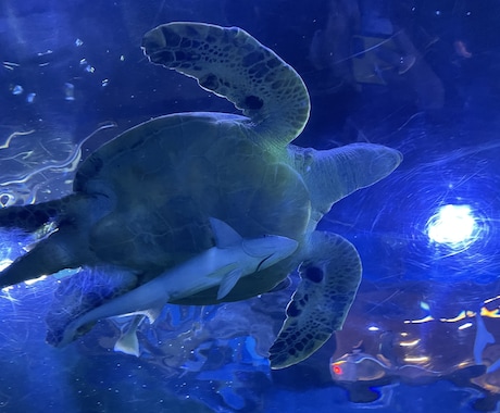 お話相手になります 愚痴、ストレスなど！ただただ話を聞きます！ただ話し続けます！ イメージ1