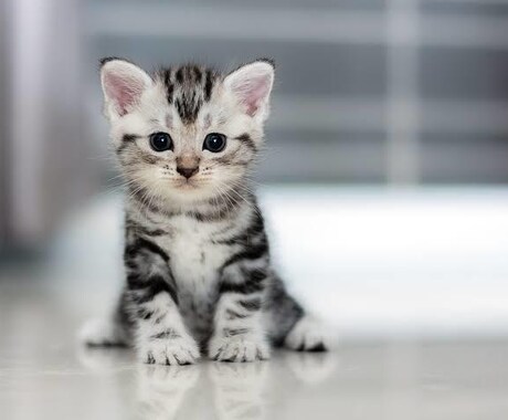 猫ちゃんへ募金します 救いたい命がある。世の中の猫達へ イメージ1