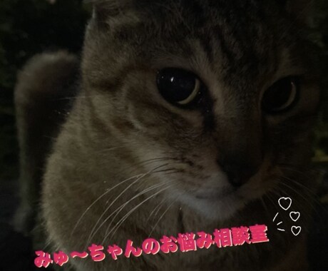 ペットの相談事承ります イメージ1