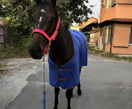 競馬・乗馬など馬についての質問に答えます 競馬予想に役立てたい事や乗馬でのコツなど！ イメージ1