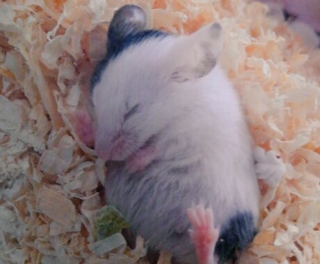 心の病と生き物の飼育についての辛さや悩みを聞きます 独りで抱えず、吐き出して下さい。自分もうつなどの経験者です。 イメージ1