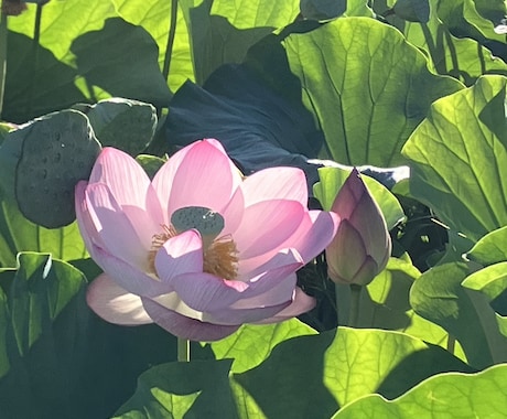 霊視能力☆で鑑定致します 恋人の気持ち、気になるあの人の気持ち等人の気持ちに対応します イメージ1