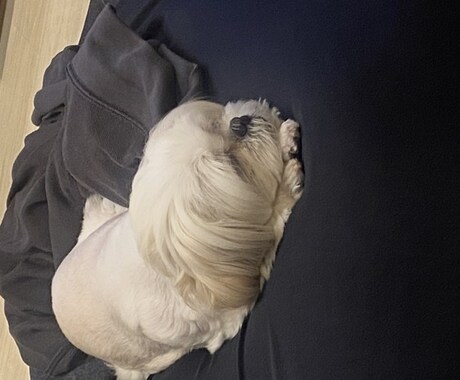 犬の気持ち分かる気がします。犬の育て方相談乗ります ペットショップ出身アウト。保護犬の気持ち代弁します！ イメージ1