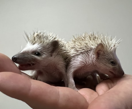 初めてハリネズミを飼いたい人にアドバイスします ハリネズミブリーダー歴8年の実績を活かして飼い方をサポート！ イメージ2