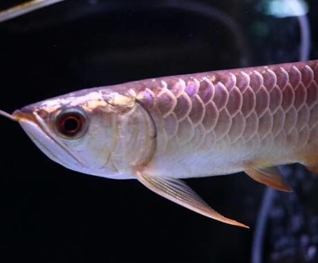 大型魚の悩みを解決をお手伝いします 古代魚、アロワナなどの手術等をお手伝い致します。 イメージ2