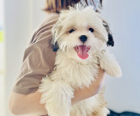 犬猫限定　わんにゃん占い　ペットの気持ちを占います 大切な家族の一員ペットにどんなことを聞いてみたいですか？ イメージ1